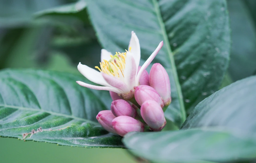 Theo quan niệm xưa, phật thủ là loại quả dùng để thờ Phật và gia tiên vì có mùi thơm, tác dụng lưu giữ thần, Phật và gia tiên lưu lại trong nhà lâu hơn để phù hộ cho gia chủ.