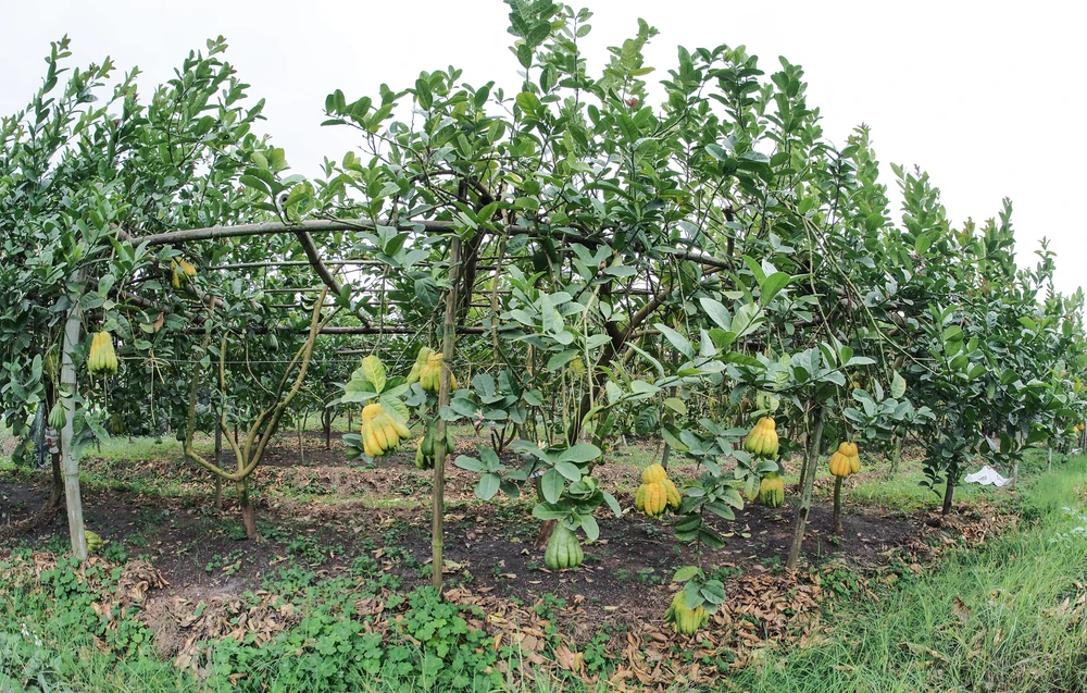 Xã Đắc Sở huyện Hoài Đức, TP Hà Nội vốn từ lâu nổi tiếng với nghề trồng cây phật thủ.