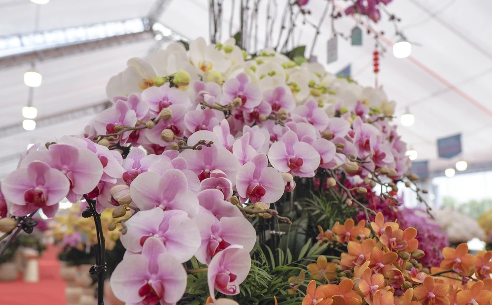 Cũng theo anh Nghiệp, các thân gỗ lũa được lấy từ trên rừng mang dáng vẻ hoang sơ, tự nhiên. Lan hồ điệp được trồng trên cây gỗ lũa mang sức hút đặc biệt, gẫn gũi với thiên nhiên hơn như là trồng trên các chậu hoa đơn thuần.