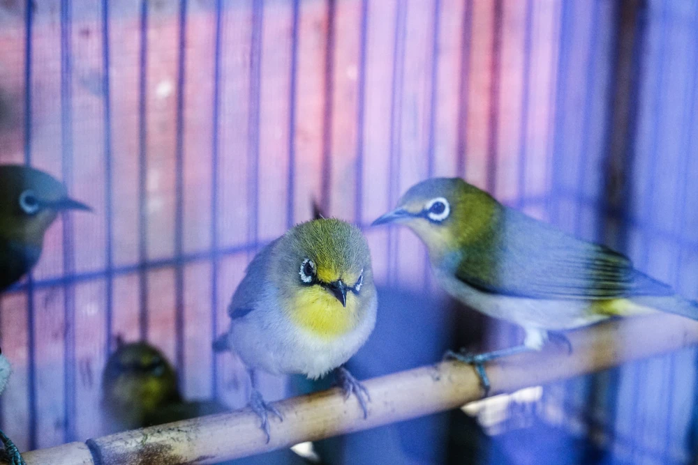 Theo ghi nhận, chim phục vụ cho phóng sinh năm nay chủ yếu là chim vành khuyên, chim sẻ đất.