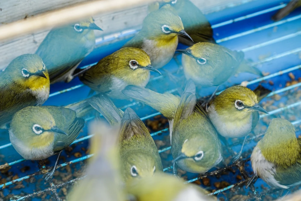 Một số tiểu thương tiết lộ, chim được nhập chủ yếu từ các thợ săn với số lượng lớn.