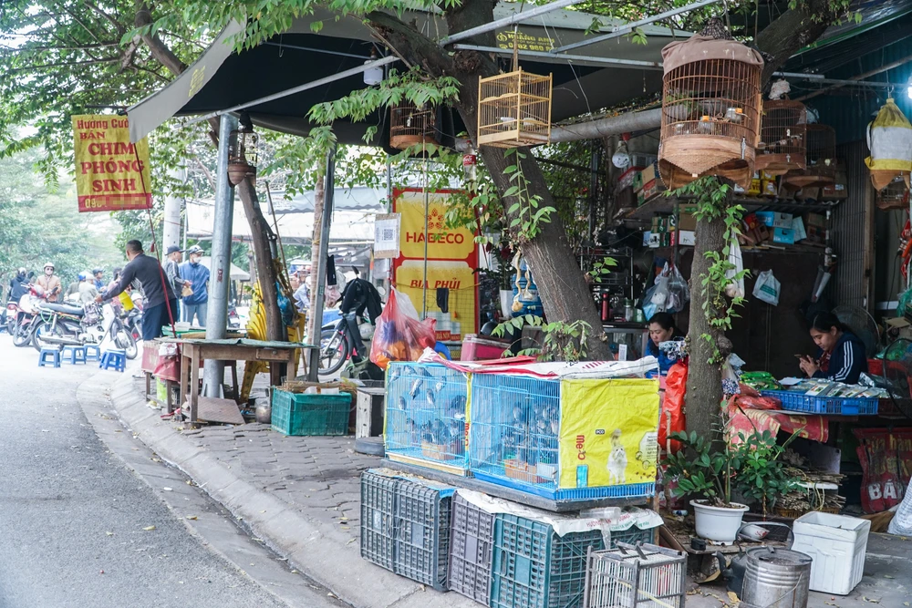 Ghi nhận dọc theo đường Hoàng Hoa Thám, TP Hà Nội vào thời điểm này, thị trường chim phóng sinh rất nhộn nhịp, chuẩn bị cho nhu cầu của người dân dịp cúng ông Công, ông Táo (23 tháng Chạp).