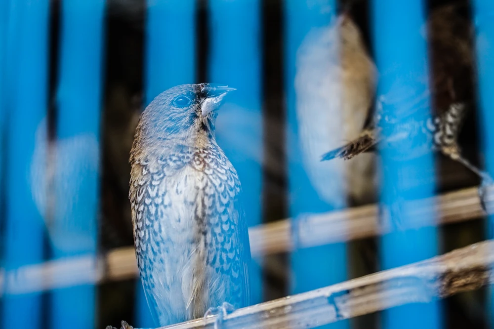 Ngày rằm tháng Chạp, và dịp cúng ông Công, ông Táo nhiều người thường có thói quen thả cá, thả chim... để phóng sinh.