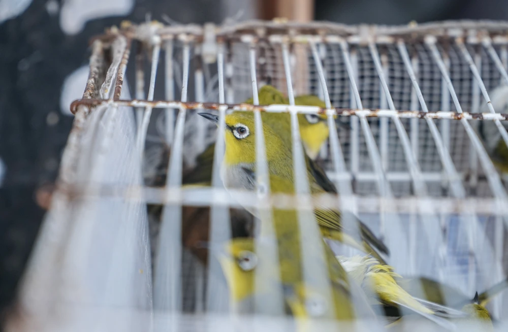 Phóng sinh thường được hiểu đơn giản là khi gặp một con vật bị nạn, thì ra tay cứu thoát, hoặc nhìn thấy một hoặc nhiều con vật sắp bị giết, thì bỏ tiền ra mua để cứu sống chúng. Phóng sinh là trao cho sinh vật nào đó cơ hội tiếp tục sống.