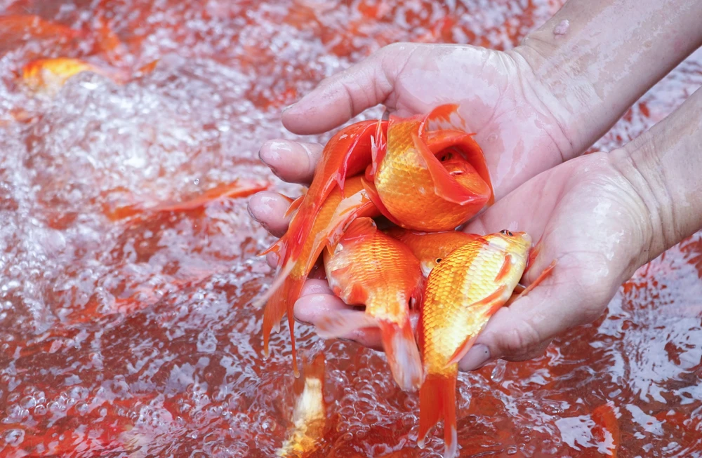 Theo tín ngưỡng cổ truyền, ngày 23 tháng Chạp là ngày Táo Quân cưỡi cá chép về trời.