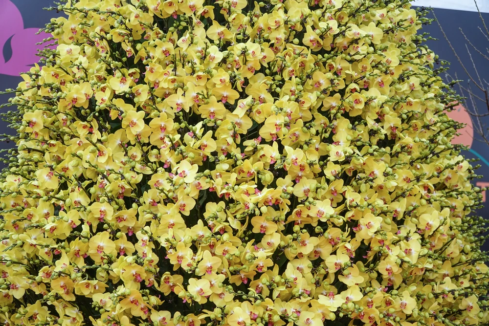 Chậu lan hồ điệp mang tên “Phú Quý khổng lồ” là điểm nhấn đặc biệt tại một gian hàng ở khu vực này.