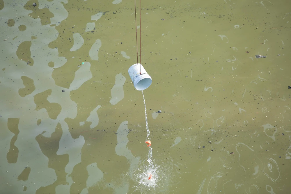 Cá thì được bỏ vào xô thả nhẹ xuống sông.