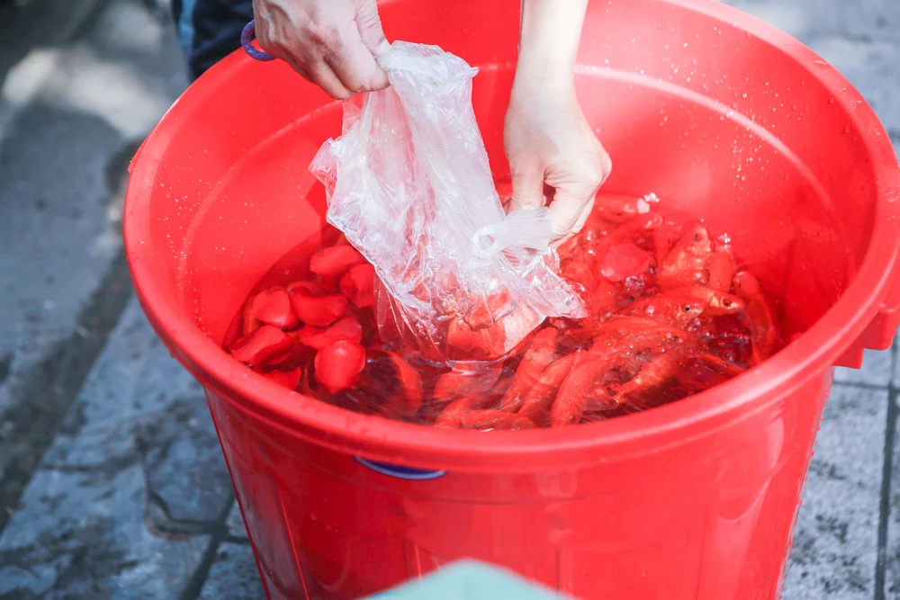 Theo ghi nhận ở nhiều địa điểm ở Hà Nội vào sáng nay (tức 23 tháng Chạp) nhiều người dân sau khi làm lễ cúng xong đã đi thả cá phóng sinh, tiễn ông Công ông Táo về trời.