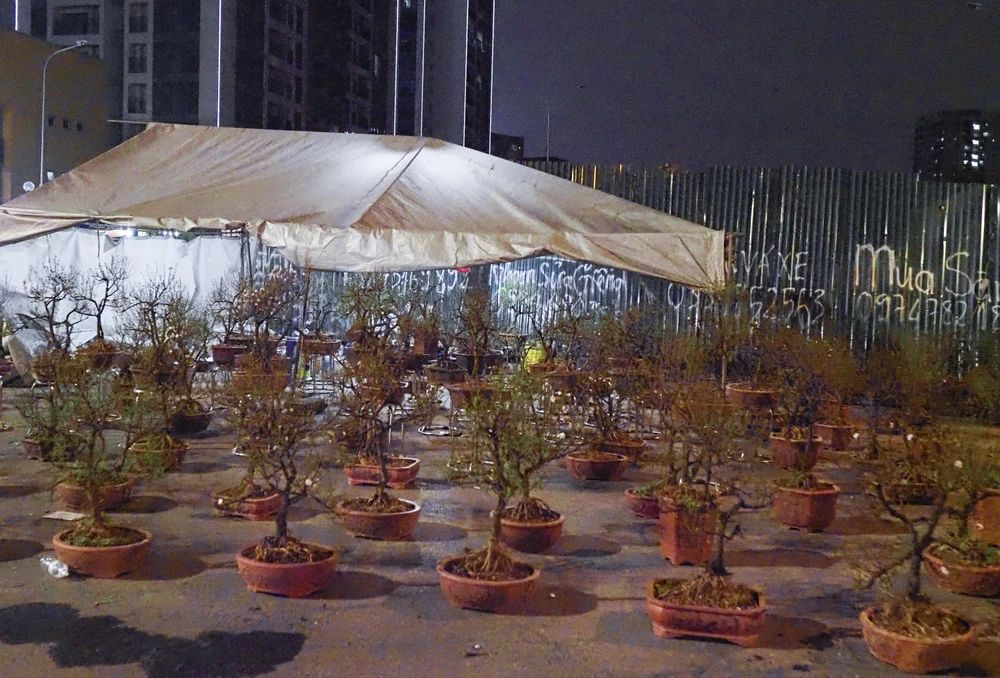 Ghi nhận tại nhiều tuyến phố ở Hà Nội, các loại cây cảnh phục vụ cho dịp Tết Nguyên đán 2023 xuất hiện rất nhiều.