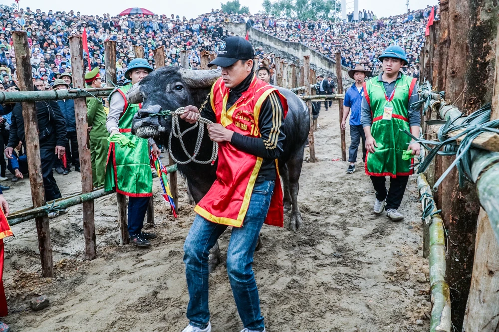 Ban tổ chức cho biết, nét mới của lễ hội chọi trâu Hải Lựu năm 2023 là chỉ có 20 “ông cầu” từ các thôn, làng trong xã tham gia, đúng phong tục ngày xưa, thay cho 32 “ông cầu” như các năm trước đây.