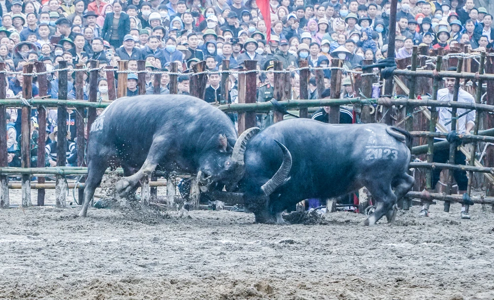 Tương truyền, Lễ hội chọi trâu Hải Lựu có từ thế kỷ 2 trước Công nguyên.