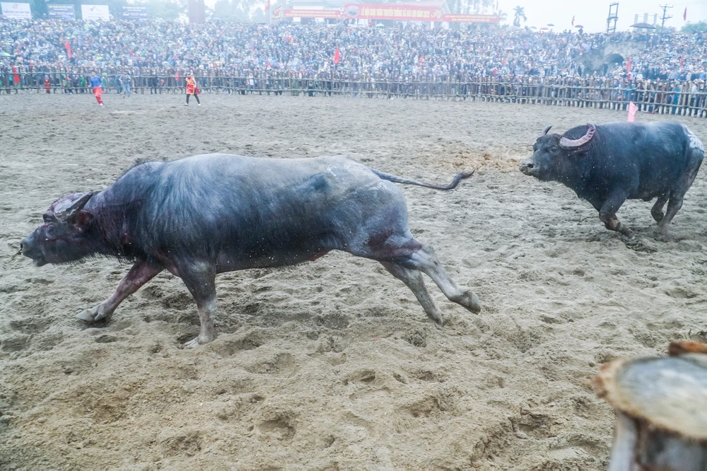 Với lối đánh hiểm hóc "dành tặng" cho đối thủ của mình, năm nay ông cầu số 08 đã vô địch tại lễ hội chọi trâu. Tất cả các con trâu dù thắng hay thua đều sẽ được giết thịt để tế Thành hoàng làng và phục vụ nhu cầu của người dân và du khách.