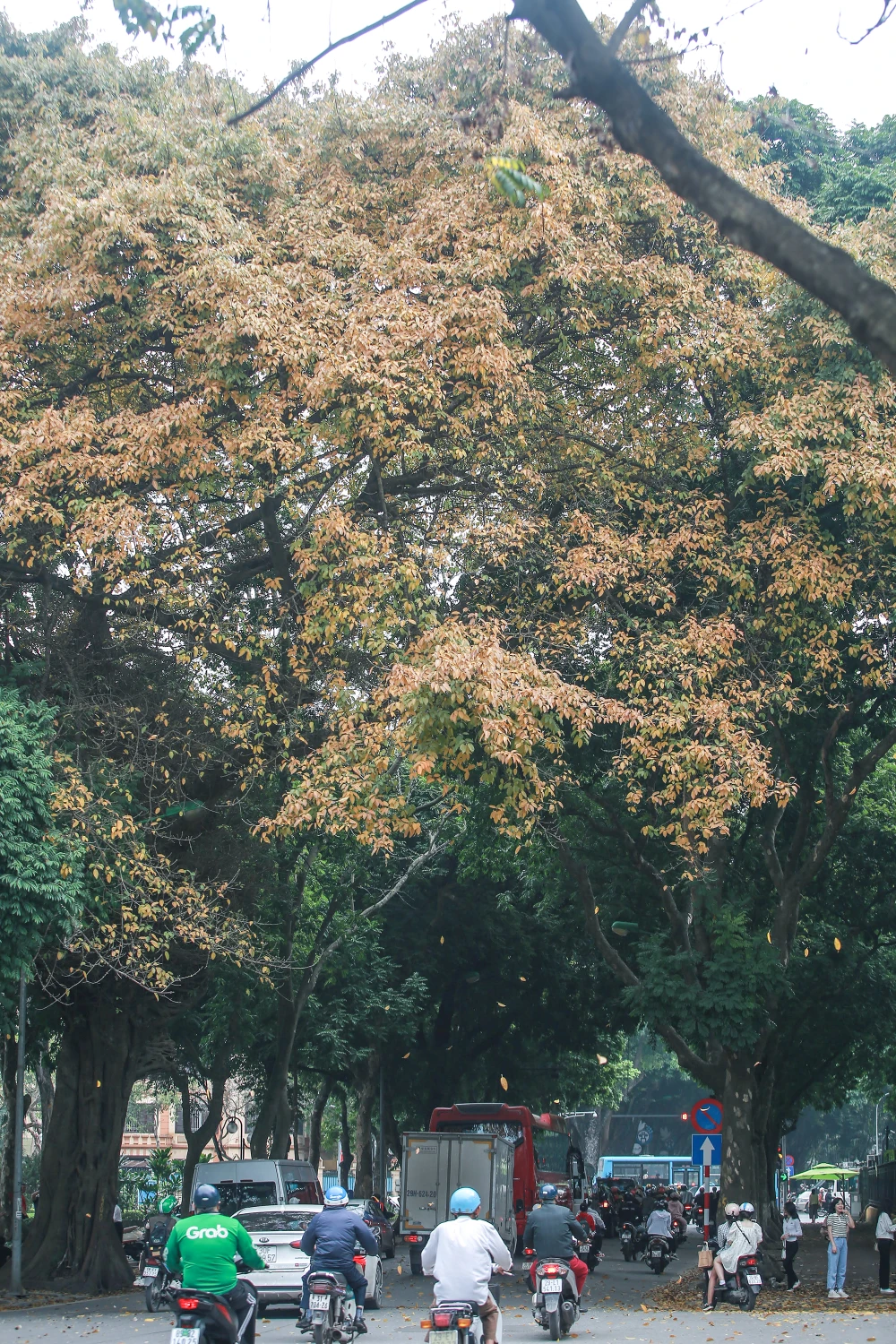 Mỗi khi có cơn gió nhẹ thổi qua, những chiếc lá vàng lại xao động rơi lả tả xuống con phố tạo cảm giác mơ màng giữa thời tiết se lạnh ở Hà Nội.
