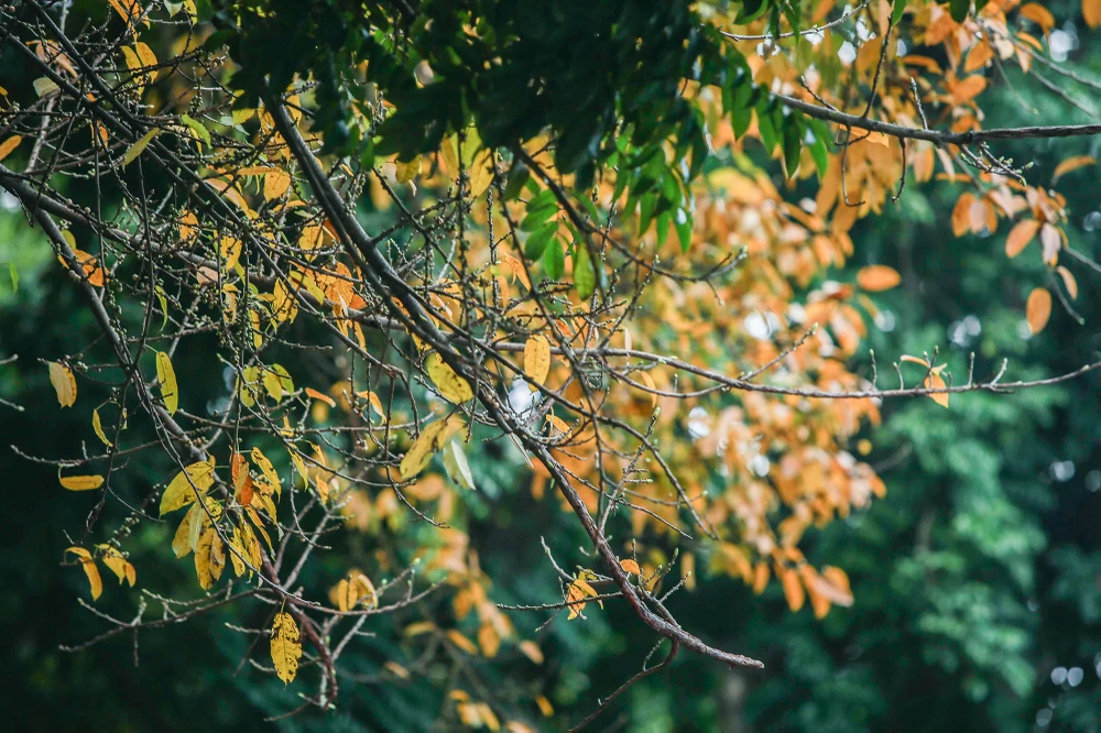 Phía trên, sau khi lá rụng sẽ để lộ ra những mầm non đầy sức sống của mùa xuân.