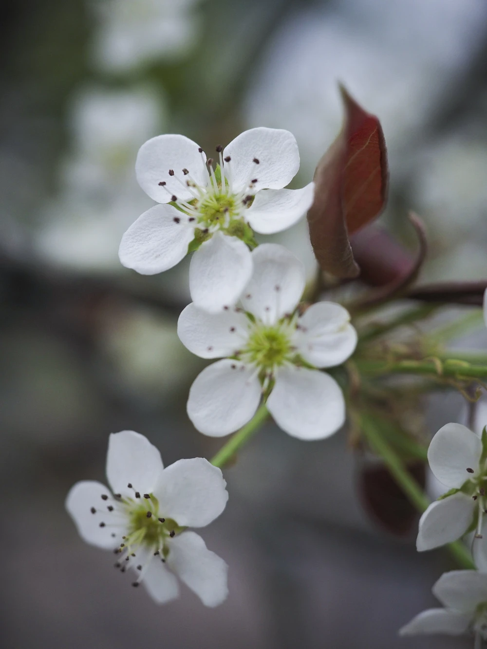 Giá mỗi cành hoa lê từ 100 nghìn đồng đến 5 triệu đồng, tùy vào kích thước cành, số lượng hoa...