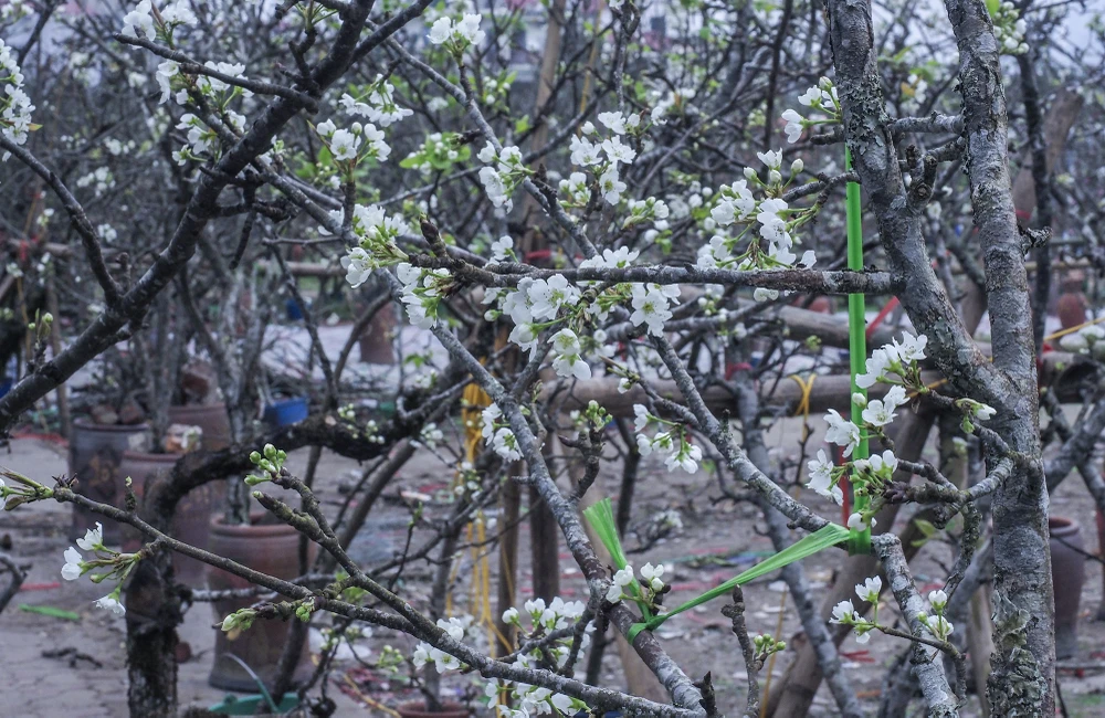 Hoa lê còn được biết đến là loài hoa mang đến sự bình yên cho mọi người trong gia đình. Với sắc trắng tinh khiết hoa lê xuống phố mang đến một không khí khác lạ cho Hà Nội