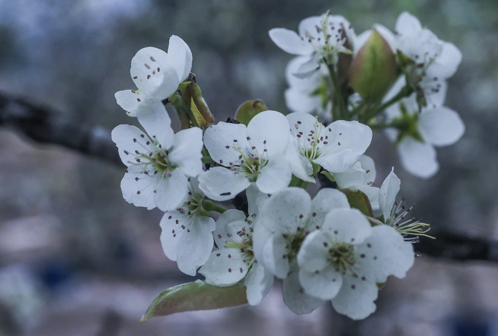 Hoa lê có màu trắng tinh khôi, khi nở 5 cánh căng nảy bật ra từ thân cành xù xì. Hoa lê rừng không chỉ đẹp mà còn mang ý nghĩa phong thủy đặc biệt, biểu trưng cho sự thanh khiết, bình yên và ấm áp trong cuộc sống.