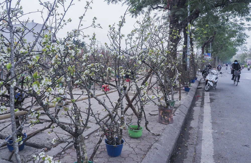 Ghi nhận vào dịp này, sau Tết Nguyên đán 2023 trên nhiều tuyến phố ở Hà Nội được tiểu thương bày bán hoa lê la liệt.