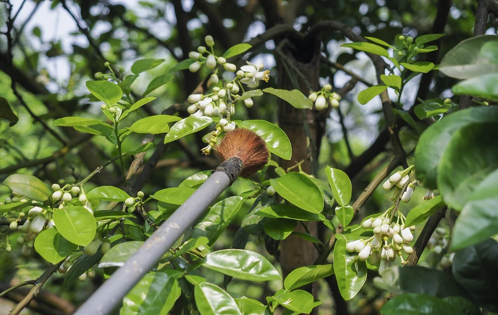 Đây là thời điểm quan trọng nhất để cây đậu quả và cho năng suất cao. Những ngày cuối tháng 2, đầu tháng 3, khi hoa bưởi ngát hương thơm, cũng là lúc người dân trồng bưởi bắt tay vào công việc quan trọng nhất.