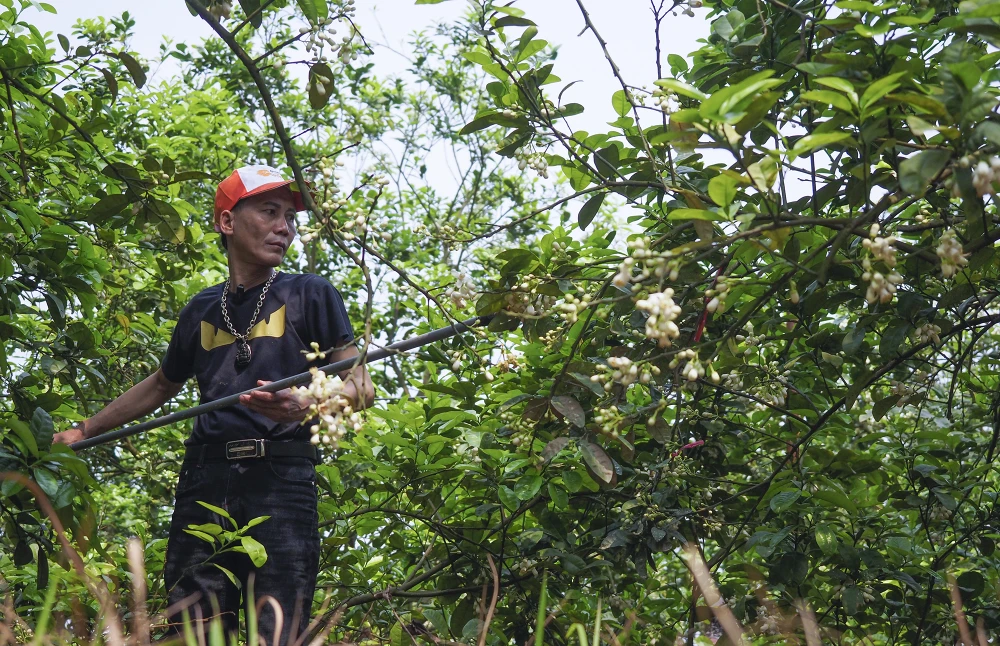 Khi mùa hoa bưởi bắt đầu nở rộ cũng là thời điểm quan trọng nhất để người trồng bưởi bắt tay vào việc thụ phấn cho hoa kết trái.