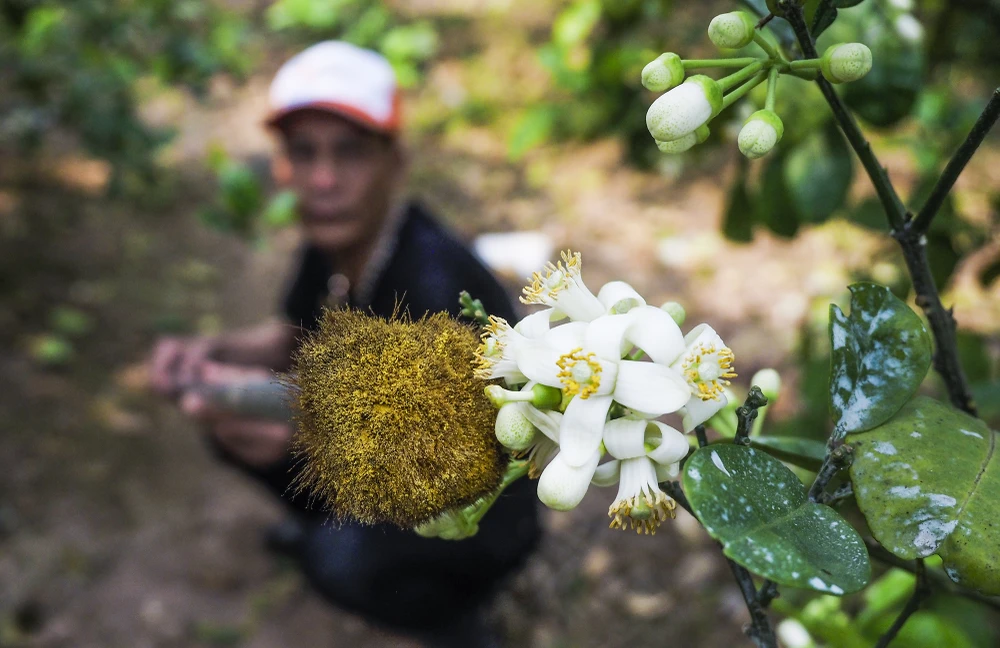 Cũng theo anh Bảo, hoa bưởi là loài lưỡng tính nên hoa nào cũng có thể cho quả, thường thì hoa bốn cánh cho quả nhỏ hơn hoa năm cánh.