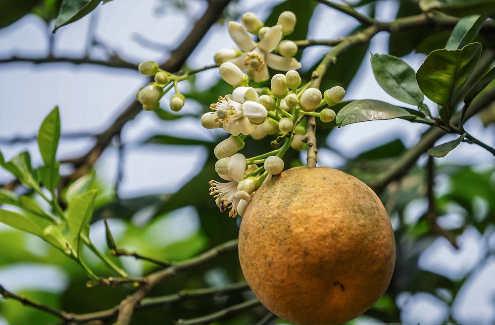 Nếu thời tiết thuận lợi, trong khoảng một đến hai nhân công có thể thụ phấn cho một vườn bưởi gần 1.000 gốc bưởi. Với việc áp dụng khoa học kỹ thuật vào chăm sóc cây bưởi, trong đó có công đoạn thụ phấn bằng tay để giúp cây bưởi có tỷ lệ đậu quả cao.