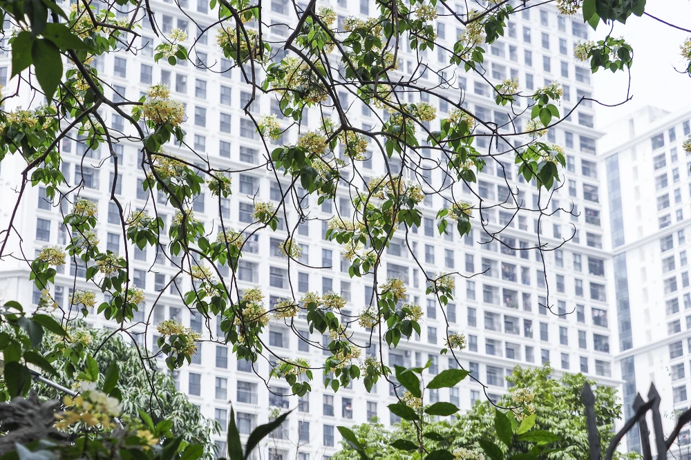 Cây hoa bún này còn có tên gọi khác là "bạch hoa" hay "màn màn", là loại cây thân gỗ tán rộng, nở rộ nhiều nhất vào cuối tháng 3 đến đầu tháng 4.