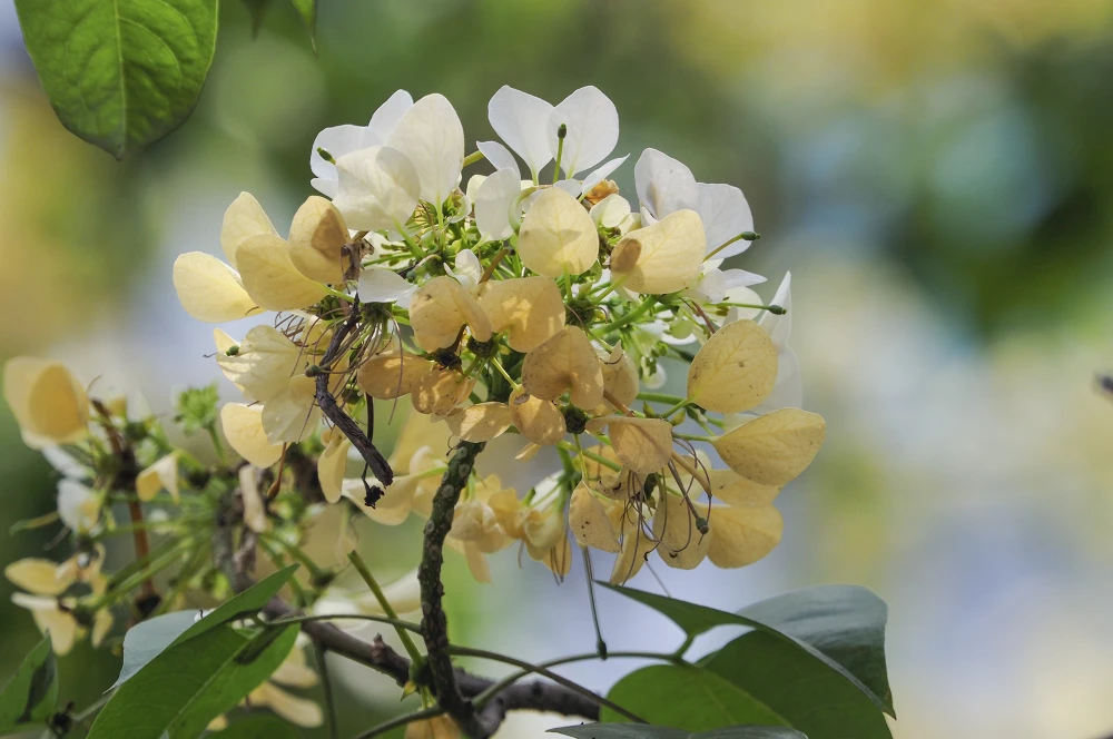 Hoa bún có hai màu đặc trưng là màu vàng và trắng với mùi thơm dễ chịu. Cây hoa bún quen thuộc với người dân ở các tỉnh miền Trung như: Quảng Nam, Ninh Thuận, Thừa Thiên - Huế... nhưng cây bún vẫn còn khá xa lạ với người dân Thủ đô.