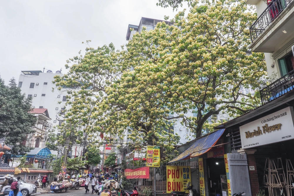 Dịp vào tháng 4 hàng năm, dân làng Đình Thôn, Nam Từ Liêm, TP Hà Nội lại có dịp được ngắm cây bún nở hoa rực rỡ, vẻ đẹp của cây khiến ai đi qua cũng phải ngỡ ngàng. Trình duyệt của bạn không hỗ trợ hiển thị video.