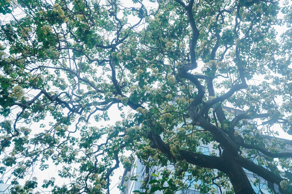 Cây có hai nhánh, một nhánh to ngả hướng Đông Bắc có đường kính khoảng hơn một mét, nhánh ngả sang hướng Tây Nam có đường kính nhỏ hơn.