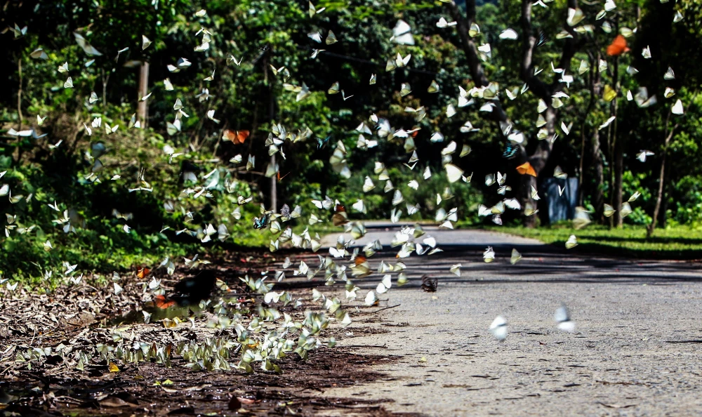 Cứ mỗi độ hè về, từng đàn bướm tại vườn quốc gia Cúc Phương như bừng tỉnh giấc, bay ra khỏi tán cây rừng, dập dìu dưới nắng, tụ thành từng đàn tạo nên một không gian vừa thơ mộng vừa huyền bí.