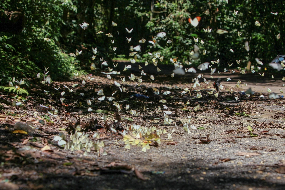 Đây là cơ hội hiếm có để mọi người lưu giữ lại những khoảnh khắc đặc biệt bên những đàn bướm xinh tươi.