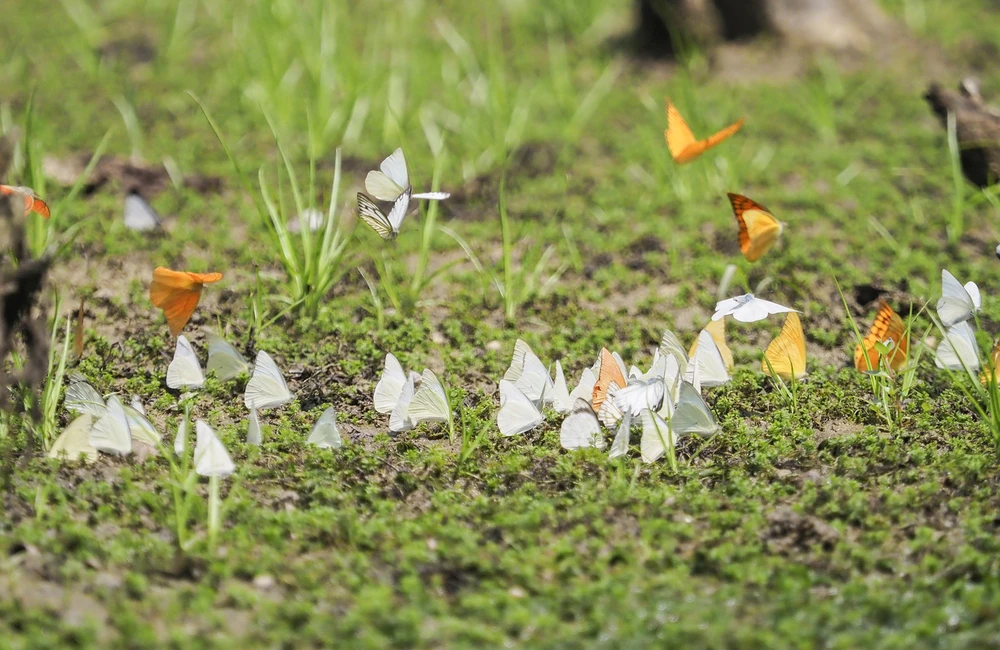 Cách Hà Nội khoảng 120 km về phía tây nam, vườn quốc gia Cúc Phương nằm trên địa phận 3 tỉnh Ninh Bình, Thanh Hóa, Hòa Bình, việc di chuyển tới đây khá thuận lợi.