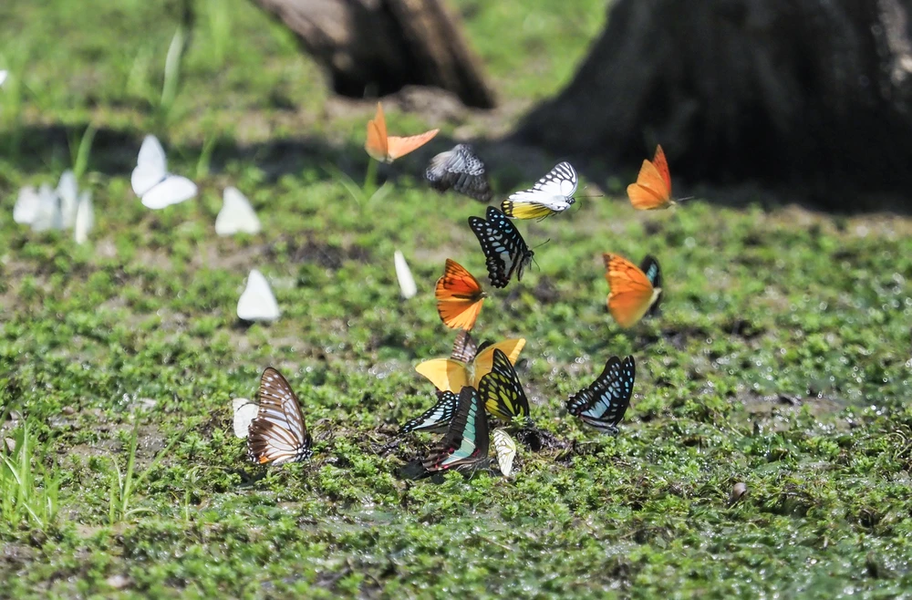 Rừng Cúc Phương phổ biến nhất là bướm trắng.