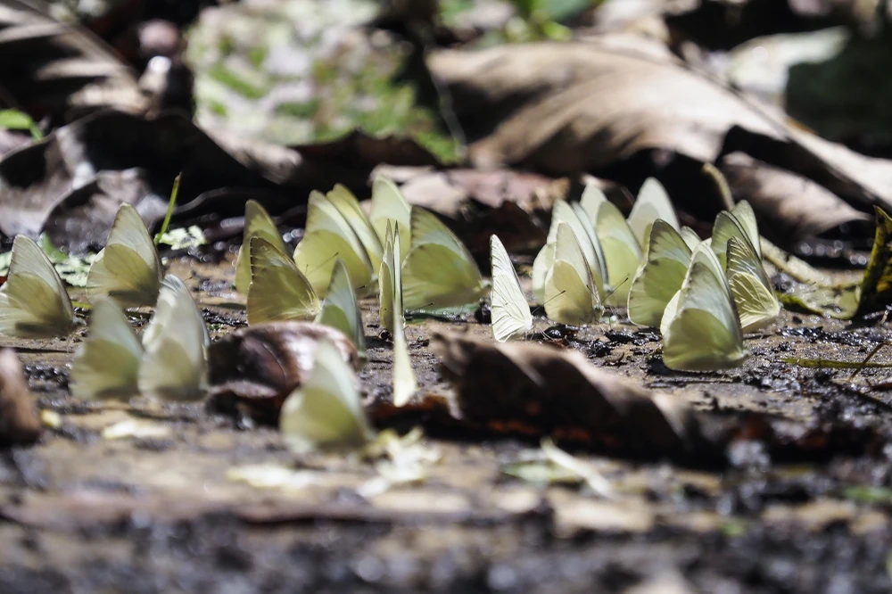 Loài bướm này có sải cánh khoảng 32-47mm. Loài này có hai mùa bay trong năm, tháng 4 – tháng 5 và tháng 7 – tháng 8.