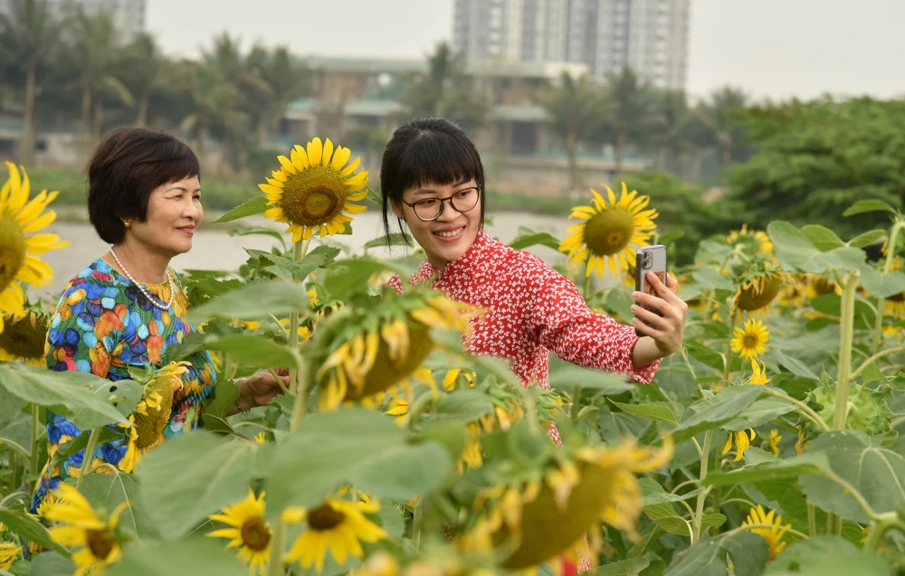 Để người dân dễ dàng chọn những góc chụp đẹp nhất, tại vườn hoa đã tạo các lối đi để người dân thỏa sức sáng tạo nhưng không ảnh hưởng tới hoa.