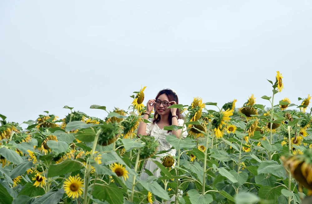Nhiều bạn trẻ mải mê với vườn hoa hướng dương nơi đây.
