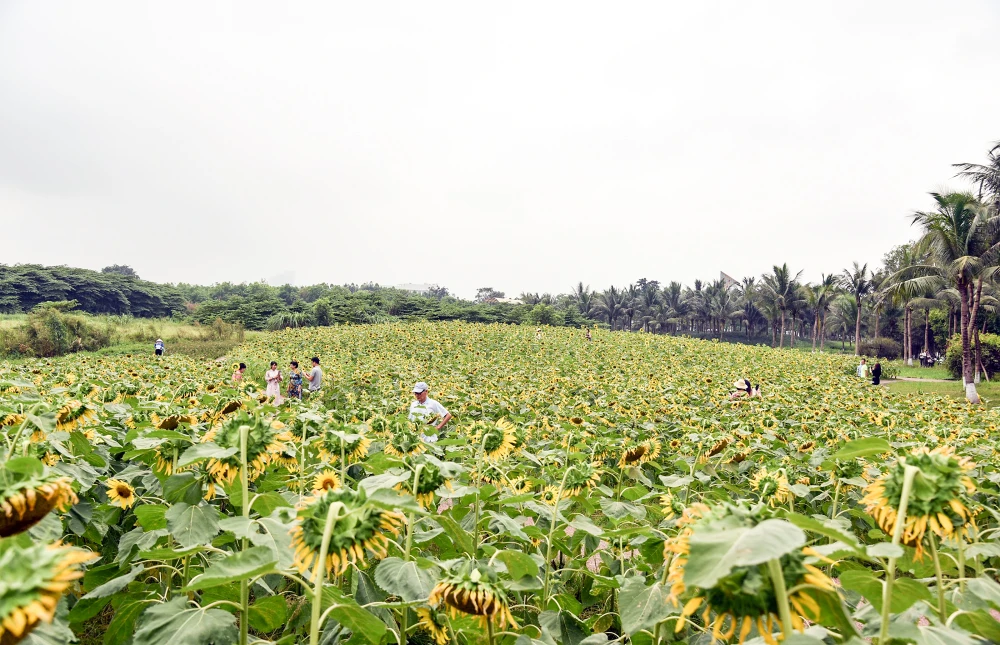 Hoa hướng dương không chỉ đẹp, rực rỡ dưới nắng vàng mà còn mang trong mình sức sống mãnh liệt, là biểu tượng của niềm tin và hy vọng. Sắc vàng tươi tắn của loài hoa có thể mang đến cho tâm hồn thêm những niềm vui, xua tan bớt mệt mỏi, căng thẳng của cuộc sống.