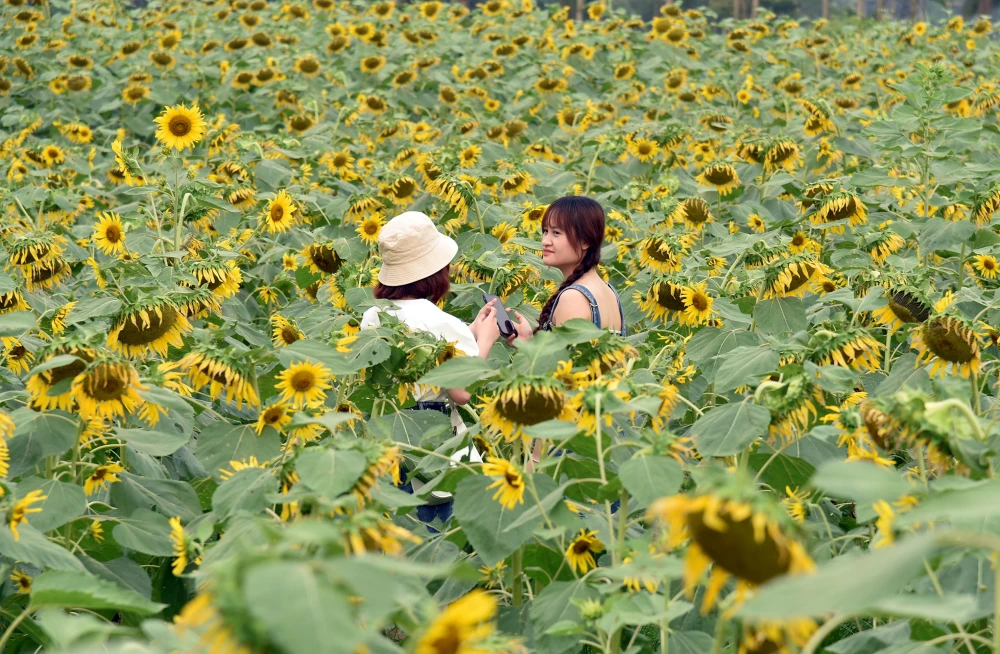 Đồi hoa hướng dương rộng khoảng 3.000 m2 tại một khu đô thị ở Văn Giang, Hưng Yên đang nở rộ trở thành địa điểm hấp dẫn, thu hút đông đảo người dân đến check-in, chụp ảnh.