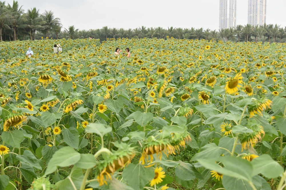 Theo tìm hiểu, loài hoa hướng dương tại đây là giống hoa nhập khẩu từ Thái Lan có thân cây cao, đường kính bông lên đến 30 cm.
