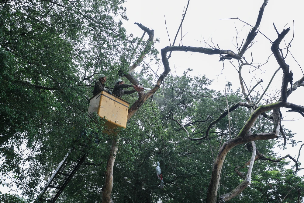 Ban Quản lý hồ Hoàn Kiếm và phố cổ Hà Nội (quận Hoàn Kiếm), sau khi tiến hành kiểm tra hiện trạng và đánh giá cây xanh đã xác định được 3 cây Sưa bị chết, gồm: 2 cây sưa gần đồng hồ hoa Thụy Sỹ, sát mép hồ và 1 cây sưa đối diện ngã 3 Lò Sũ – Đinh Tiên Hoàng (ô số 94).