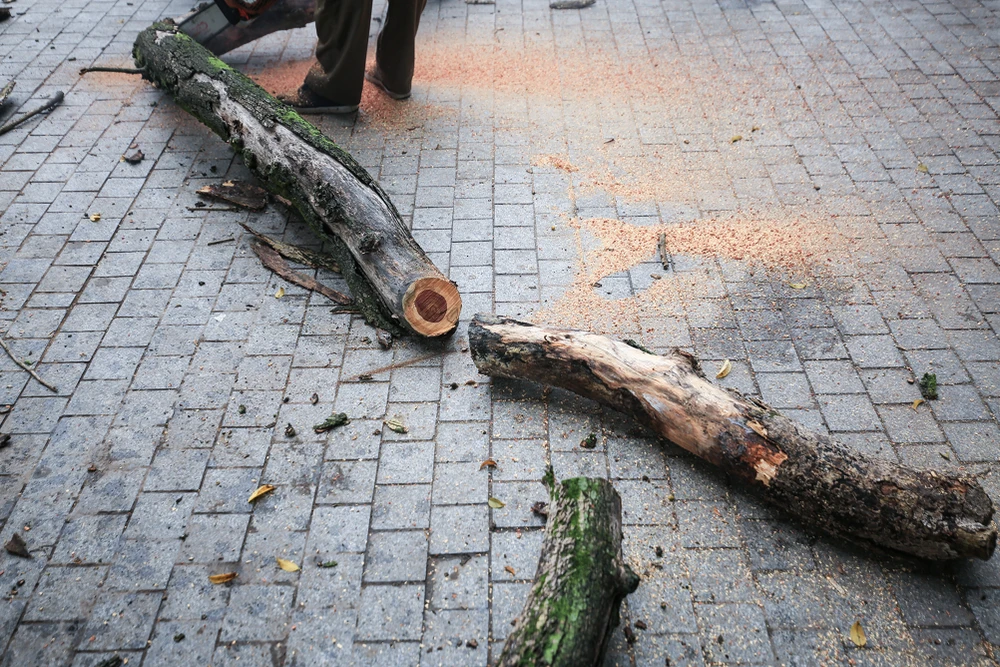 Được biết, phần lõi của cây sưa đỏ. Đây là phần giá trị nhất của cây sưa.