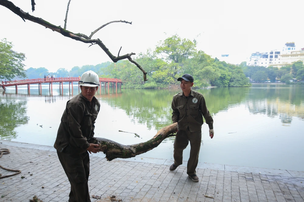 Tất cả cành chặt xong đều được tập kết và đo đạc.