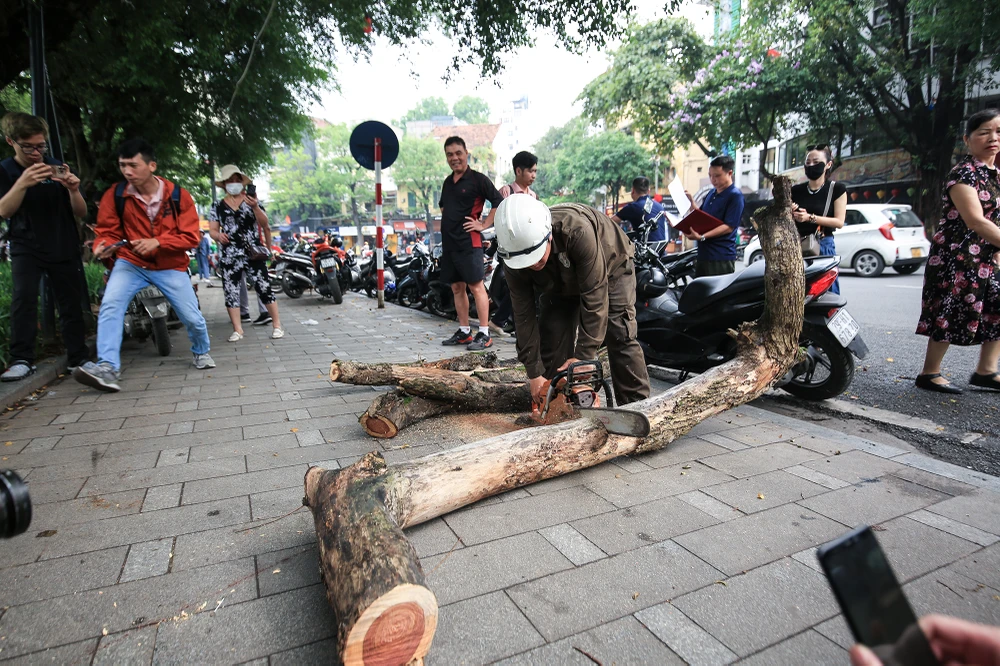 Việc chặt hạ 3 cây Sưa quý, giá trị cao thu hút sự chú ý của nhiều người dân. Cùng với công tác đảm bảo an toàn, việc bảo quản và xử lý số gỗ quý này cũng được không ít người quan tâm.