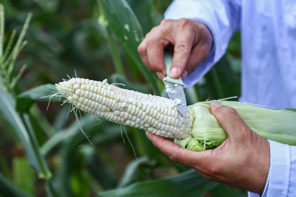 Trước khi tung ra thị trường, giống ngô siêu ngọt SSW18 đã đạt được 90% mong muốn của các nhà nghiên cứu. Những vấn đề như chất đất, khí hậu, quy trình canh tác của người nông dân sẽ được tiếp tục hoàn thiện.