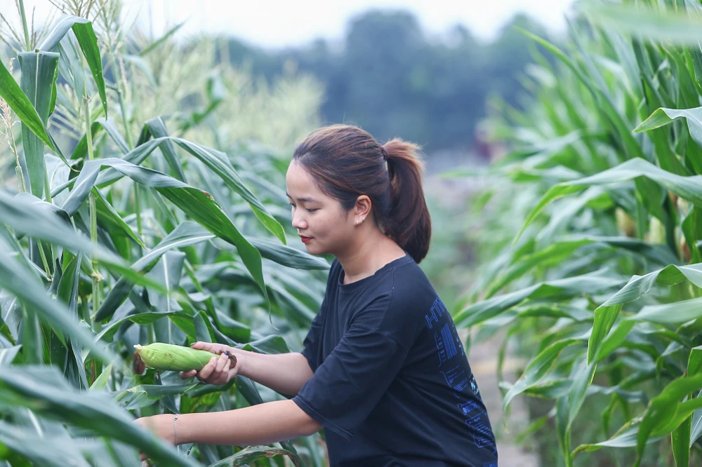 Khi có được ngô hoa quả SSW18 thành phẩm, các nhà khoa học mong muốn nhiều doanh nghiệp đầu tư để loại ngô này phổ biến hơn với người dân. Ngoài ra, các nhà nghiên cứu tin tưởng việc tự chủ được giống ngô, công nghệ, quy trình sản xuất thì Việt Nam sẽ bớt phụ thuộc một phần vào nhập khẩu ngô đường từ Philippines, Mỹ, Thái Lan.