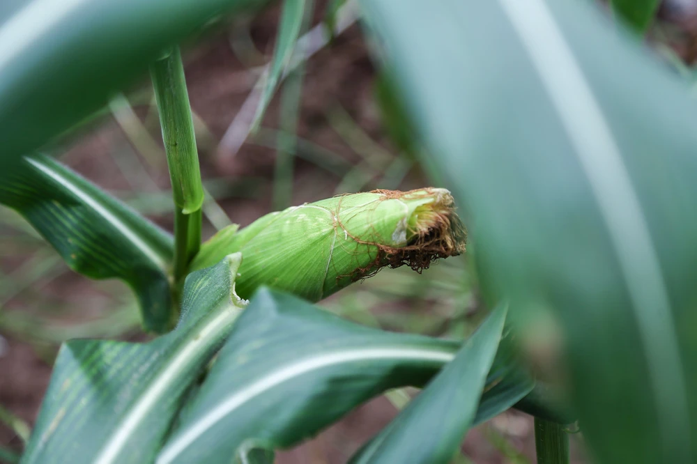 Thân ngô siêu ngọt có màu trắng, hạt ngô không nhăn nheo, đều từng hàng. Song với ưu điểm độ ngọt cao, sản lượng của loại ngô này không cao như ngô nếp, ngô tẻ.