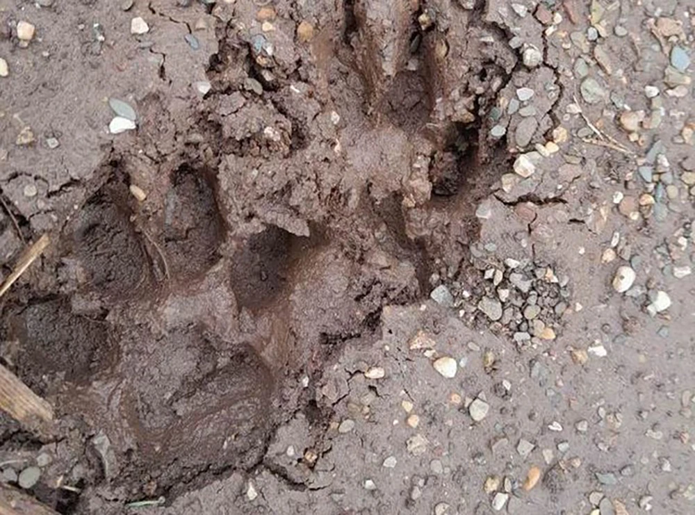 Dấu chân nghi của hổ được người dân xã Chiềng Hắc phát hiện và chụp lại.