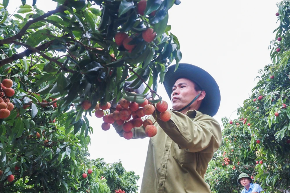 Sự kiện góp phần bảo tồn văn hóa truyền thống, phát triển kinh tế nông nghiệp gắn với phát triển du lịch xanh và bền vững; phấn đấu đưa du lịch trở thành ngành kinh tế quan trọng, ngày càng chiếm tỷ trọng cao trong cơ cấu kinh tế của huyện.