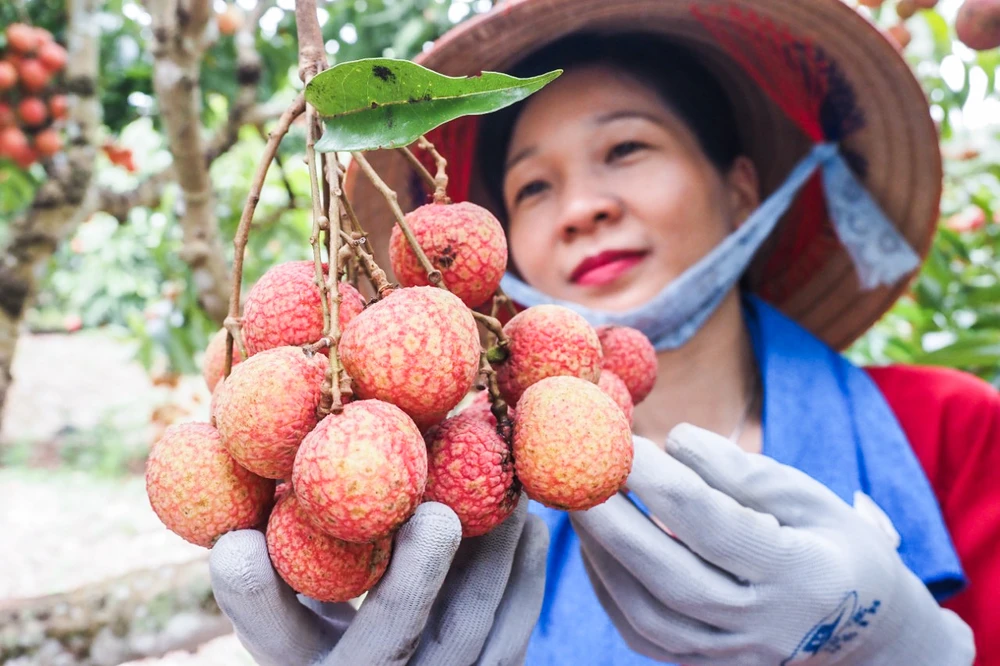 Chương trình đã thu hút du khách đến tham quan, trải nghiệm, mua sắm vải thiều.